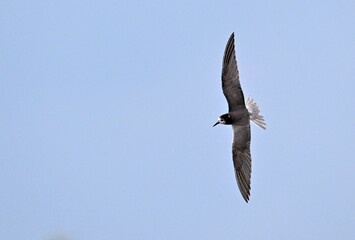Trauerseeschwalbe im Flug