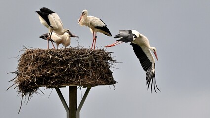 Weißstörche auf dem Nest