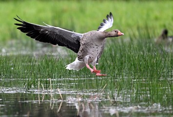 Landende Graugans © Eckhard