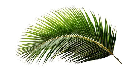 Obraz premium realistic Monstera Deliciosa leaf on transparent white background.