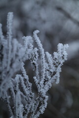 frost on branches