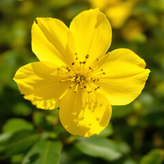 close up of yellow flower petals in bloom and the pistil and pollen inside are clearly visible