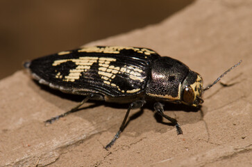 Jewel beetle Buprestis bertheloti. Cueva Corcho. Valleseco. Gran Canaria. Canary Islands. Spain.