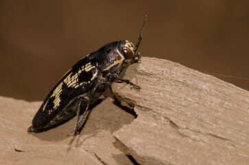 Obraz premium Jewel beetle Buprestis bertheloti. Cueva Corcho. Valleseco. Gran Canaria. Canary Islands. Spain.