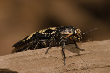 Jewel beetle Buprestis bertheloti. Cueva Corcho. Valleseco. Gran Canaria. Canary Islands. Spain.