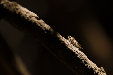 Robber fly Promachus latitarsatus. The Nublo Rural Park. Tejeda. Gran Canaria. Canary Islands. Spain.
