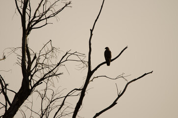 Common buzzard Buteo buteo insularum perched on a eucalyptus tree at dawn. San Mateo. Gran Canaria....