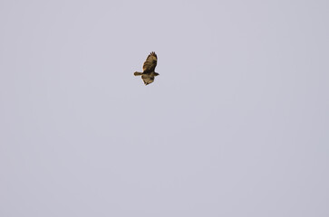 Common buzzard Buteo buteo insularum in flight. Gran Canaria. Canary Islands. Spain.