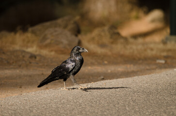 Common raven Corvus corax canariensis crossing a road. The Nublo Rural Park. Tejeda. Gran Canaria. Canary Islands. Spain.