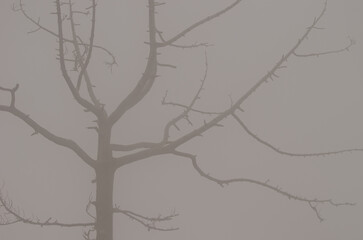 Dead Canary Island pine Pinus canariensis in the fog. Integral Natural Reserve of Inagua. Gran Canaria. Canary Islands. Spain.