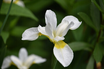 Fototapeta premium White Siberian Iris Flower Blooming in the Garden
