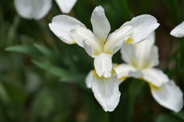Fototapeta premium Cluster of Flowering White Siberian Iris Flowers