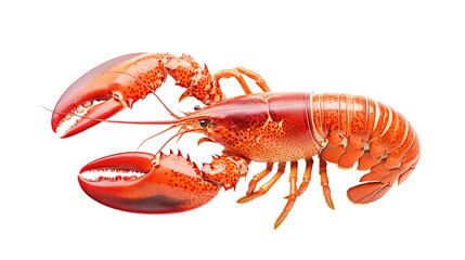 Vibrant red lobster underwater photography marine environment close-up seafood concept