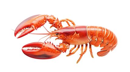 Vibrant red lobster underwater photography marine environment close-up seafood concept