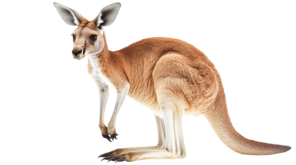 Upright kangaroo displaying strength in nature gigapixel quality wildlife photography outdoor perspective