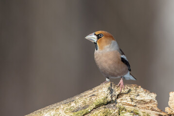The hawfinch - male in winter at a wet forest