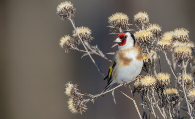European Goldfinch  feeding in winter 