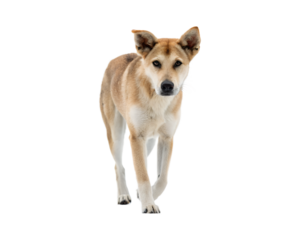 A Dog Walking on a solid white empty space, towards the camera, isolated on a transparent background