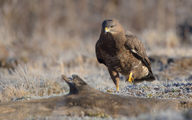 Common Buzzard in early spring at a wet forest