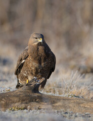 Common Buzzard in early spring at a wet forest