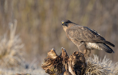 Common Buzzard in early spring at a wet forest