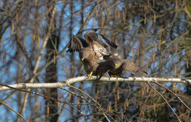 Common Buzzard in early spring at a wet forest