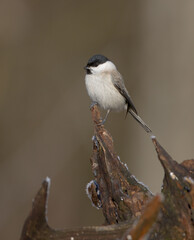The marsh tit - at a wet forest in spring