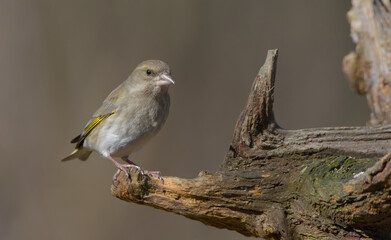European Greenfinch   in winter at a wetland