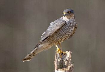 Eurasian Sparrowhawk - adult male at the wet forest in spring