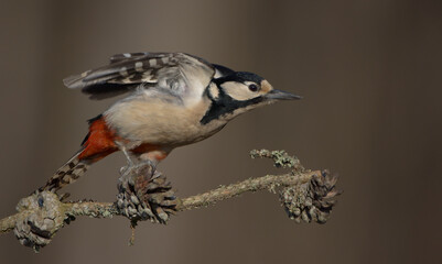 Great Spotted Woodpecker - female - in the wet forest in winter