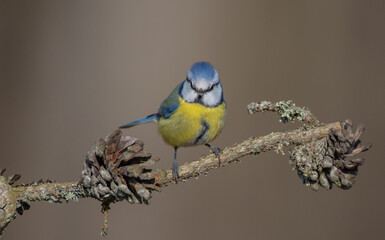 Eurasian Blue Tit - at a wet forest  in early spring