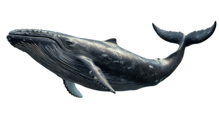 Majestic whale swimming gracefully in the ocean nature gigapixel standard scale underwater conservation awareness