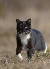 Domestic black and white cat on the hunt 