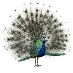 Close up of peacock on white background
