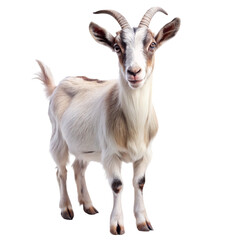 Obraz premium Goat isolated on transparent background 