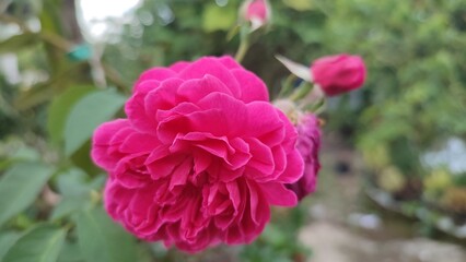blooming red rose