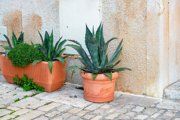 Naklejka premium large pots with Mediterranean green plant Agave for landscaping stone streets, Rovinj, Croatia
