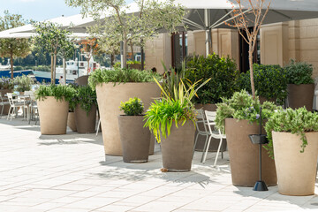 large pots with Mediterranean green plants and olive  trees for landscaping stone streets, Rovinj, Croatia