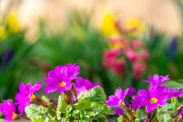 Primrose, primrose, primrose (Primula L.) – a genus of plants belonging to the primrose family....