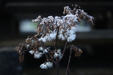 frost on a flower