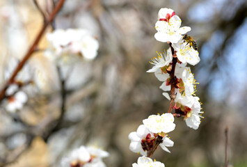 Blooming Apricot Tree Branch with Bee Pollinating Flowers in Spring
