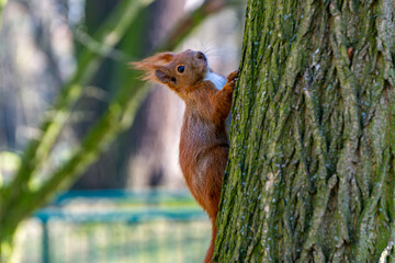 young brown squirrel sitting in a tree on a beautiful spring day. squirrel in the park