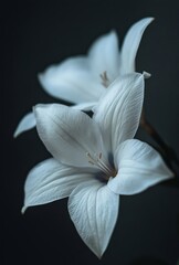 Fototapeta premium white lily flower
