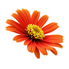 Zinnia flower on white background
