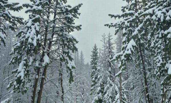 Snowy weather in the forest, snowdrift. Tree branches covered with snow