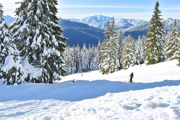 Snowy mountains with skier among snow-covered pine trees on slopes