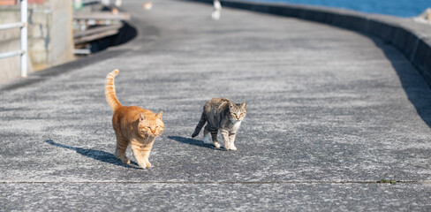 歩く可愛い猫　茶トラ猫	