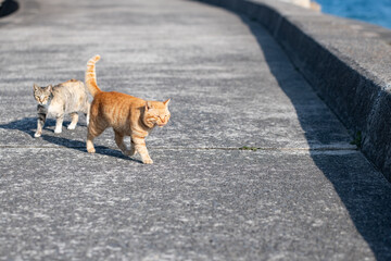 歩く可愛い猫　茶トラ猫	