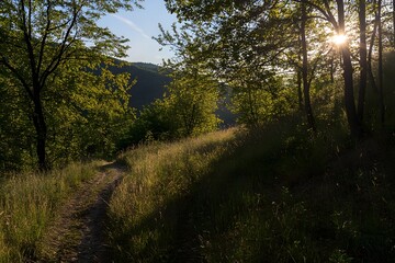 Obraz premium Sun shines through trees by a grassy hillside trail. Nature abounds