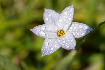 雨に濡れた白い花